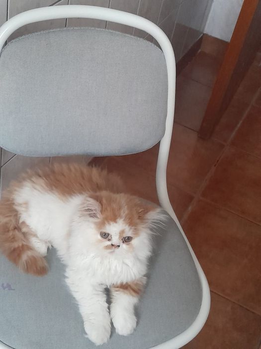 Pisic persan pufos și jucăuș