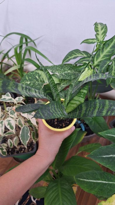 Арзан үй гүлдері