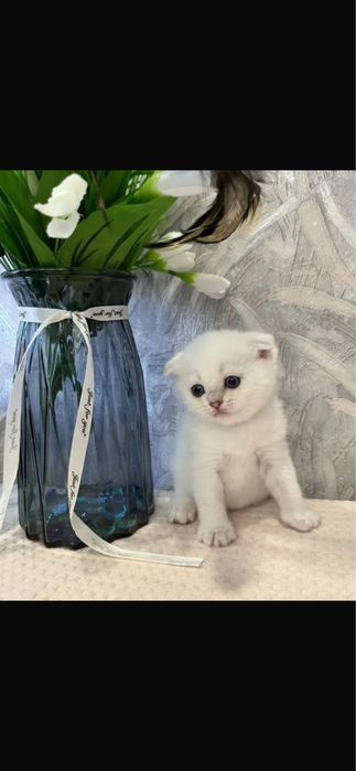 Продадим кошку 1,5 месецев