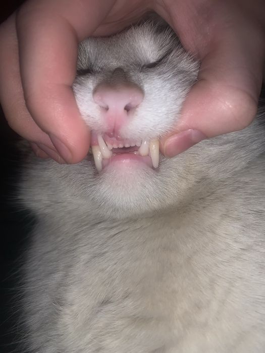 Кот кастрированный! Заберите, иначе усыпят!