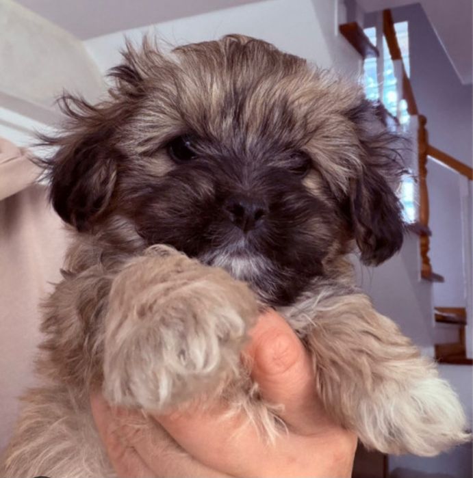 Bichon  havanez  vacinat 500 lei