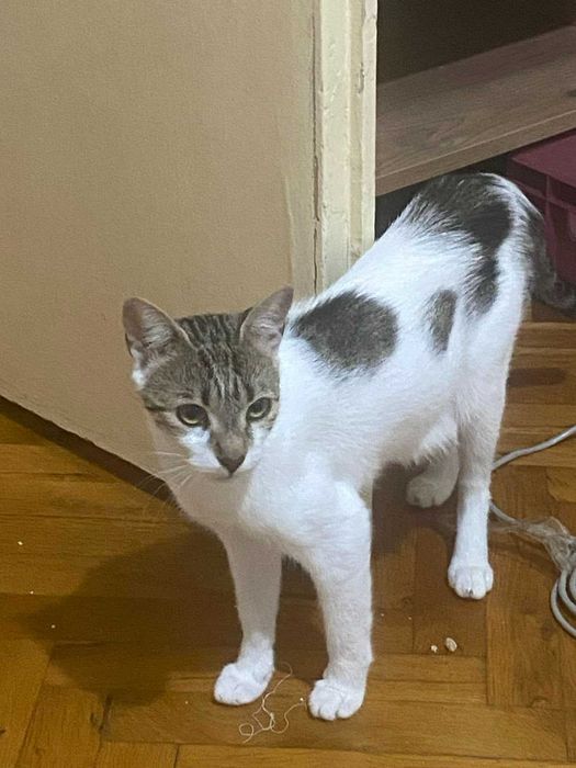 Подарявам котенца в добри ръце