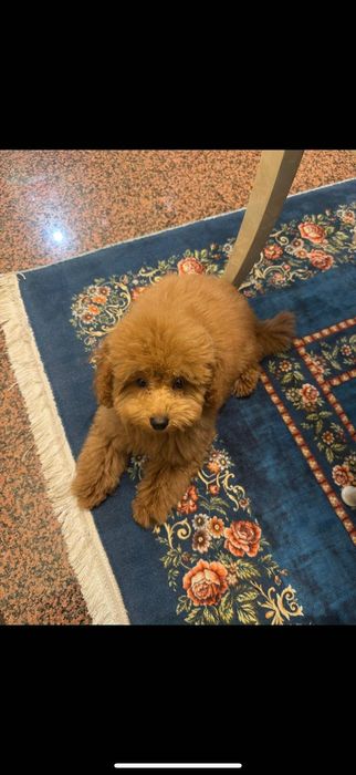 Мъжки Пудел Той