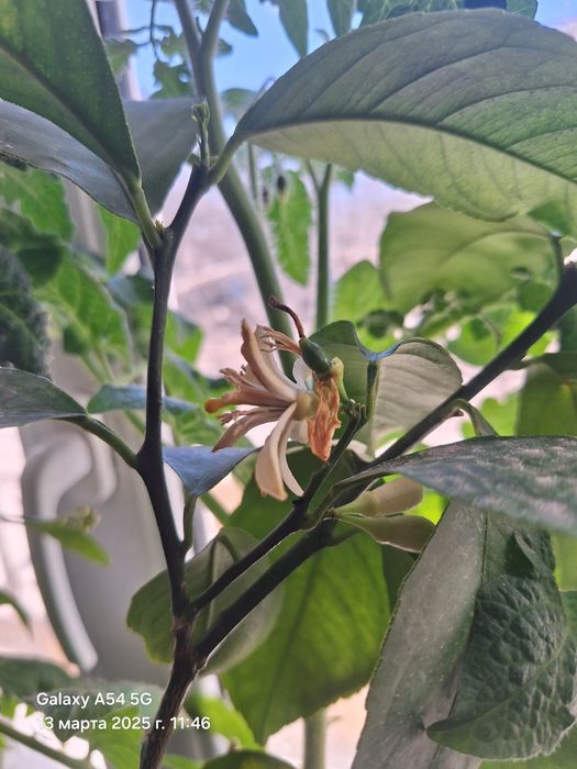 Лимон нали сатылады