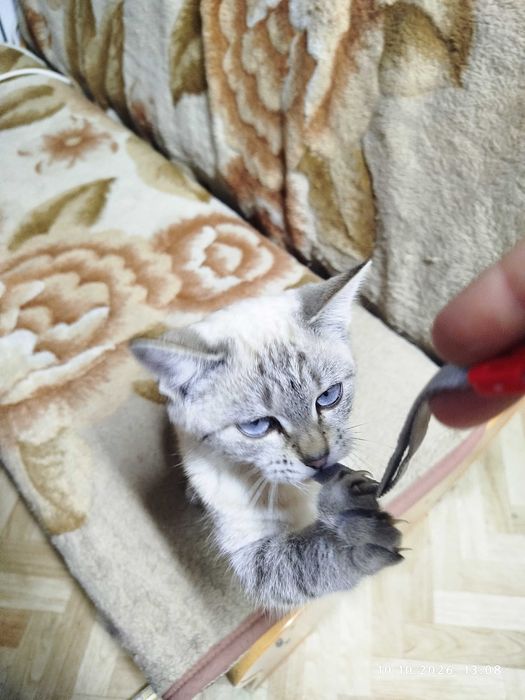 Отдам даром кошечку с голубыми глазами