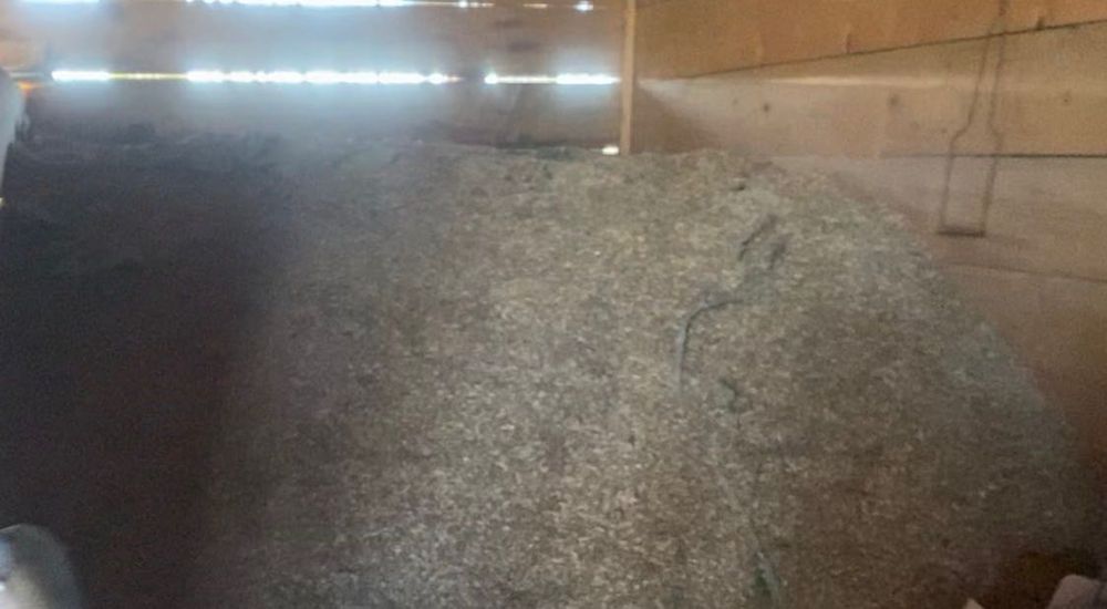 Ovaz negru de vanzare