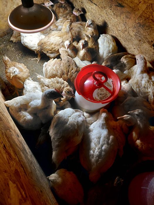 Vand pui mici puicute si puicuta de gaina cocosi gaini si pui de rasa