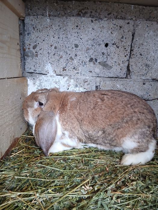 Vând femelă Berbec German!