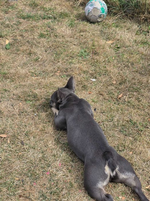 Френски булдог  женска