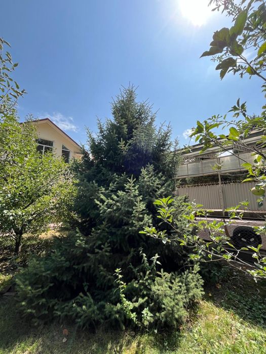 Елки 4 штуки высокие