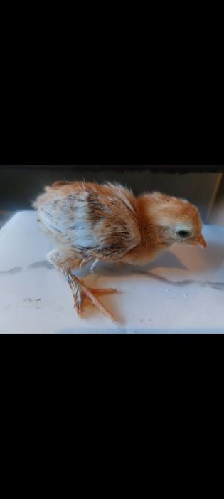 Продам курицу с 20 цыплятами.