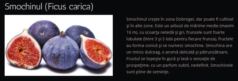 Kiwi fara par , rodie , mosmon , smochin altoit