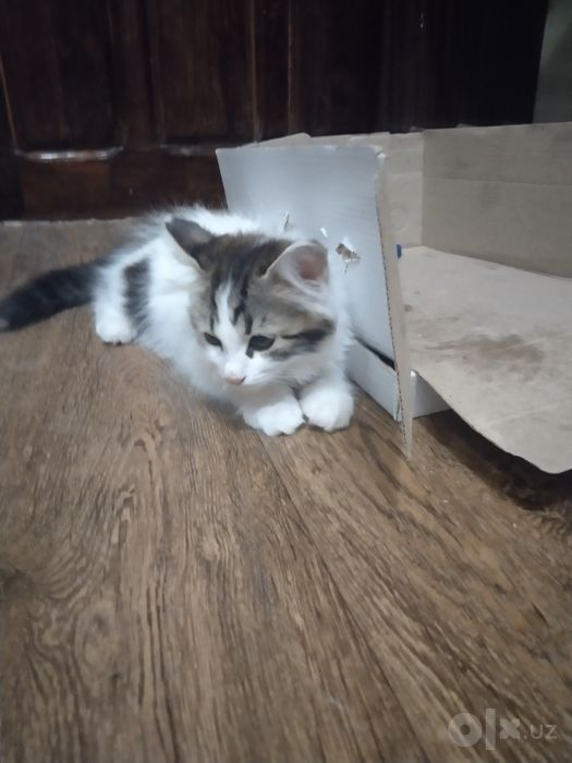 Котенок В Добрые Руки