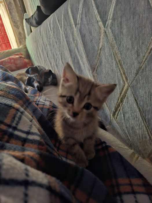 Отдам котят бесплатно