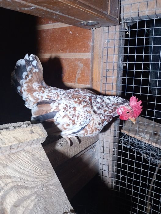 Vând ouă pt incubat de găini pitice