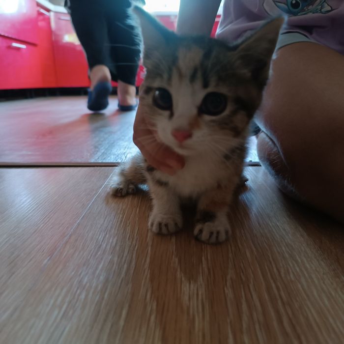 Бесплатно котенок