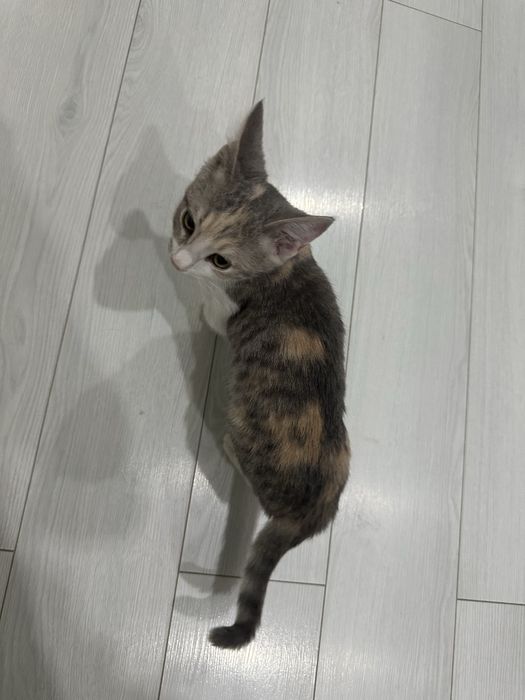 Котенок в добрые руки