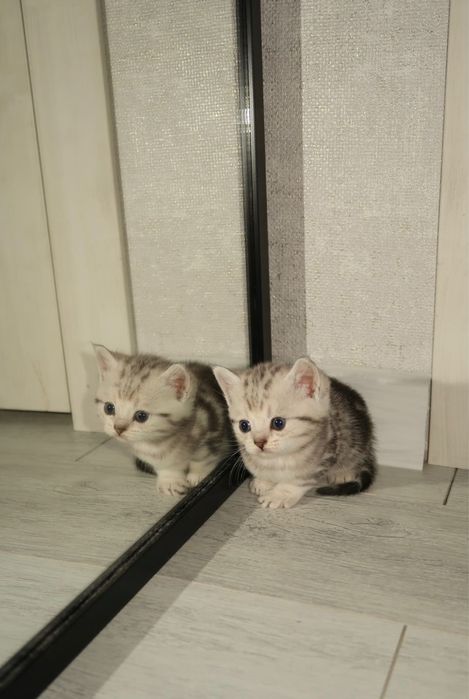 Британский прямоухий котенок