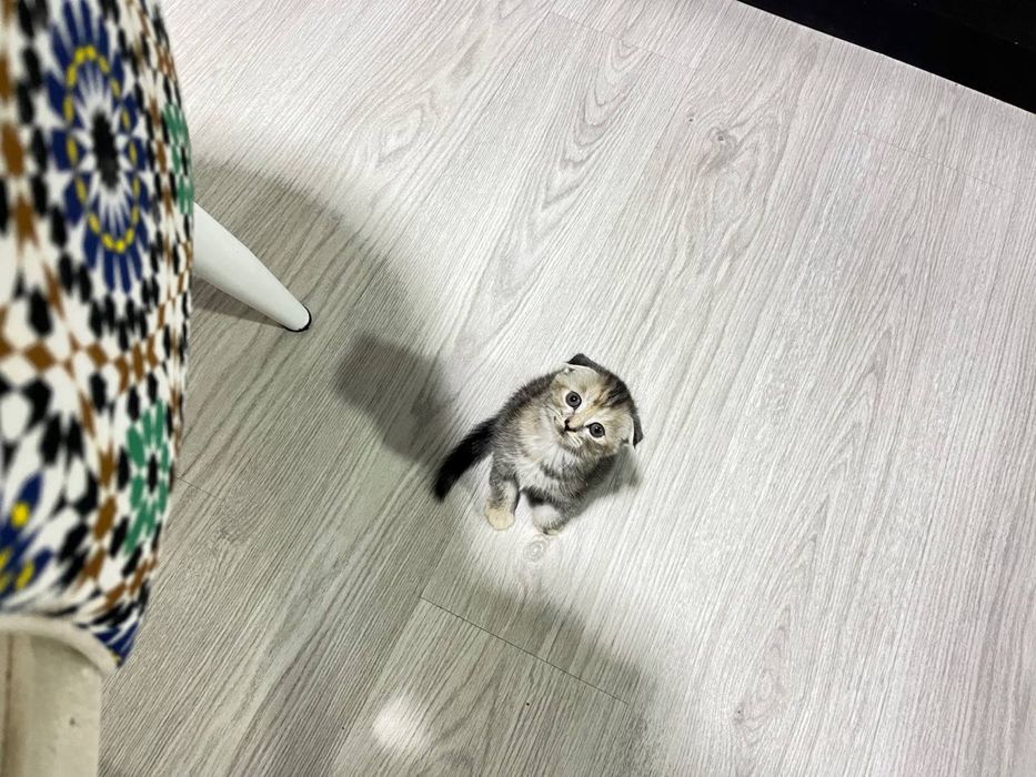 скотиш фолд мушуги