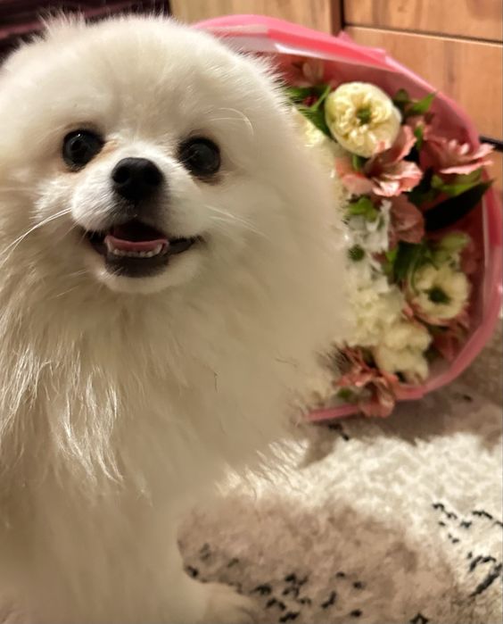 Малый шпиц померанский. Вязка кабель