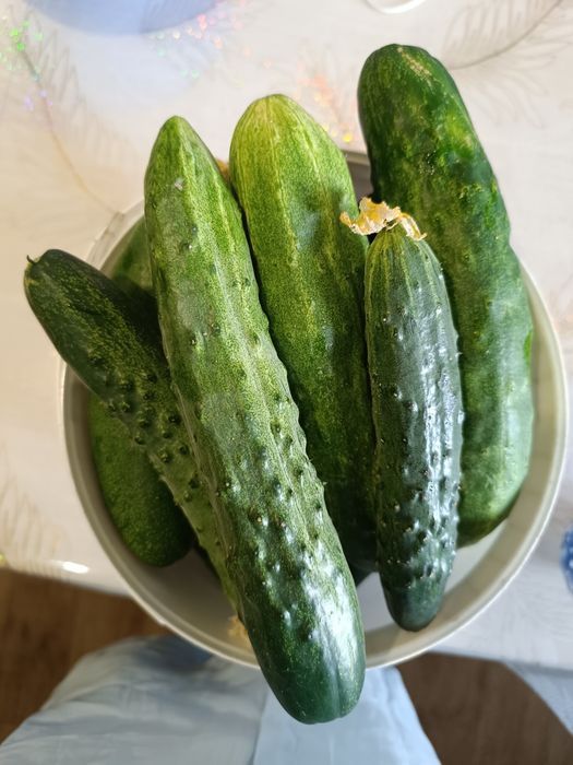 Продам домагние огурцы