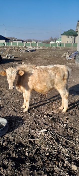 Бучок 1 жасар срочно