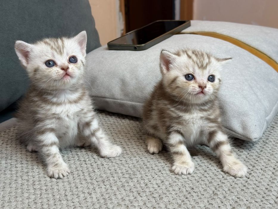 Британские короткошёрстный котята