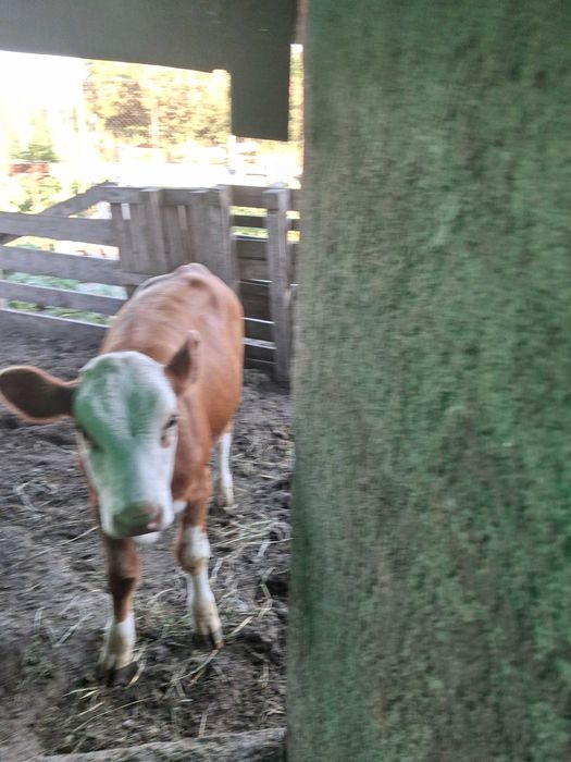 Vitei in varsta de 5 luni