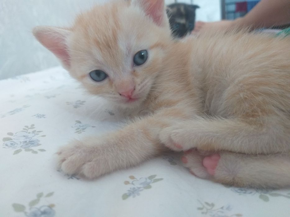 Котята  дворняжки