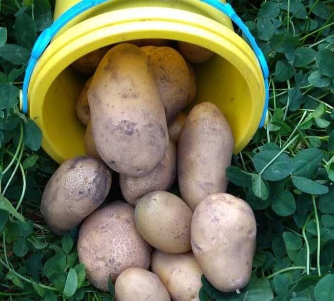 Продаю дачный картофель