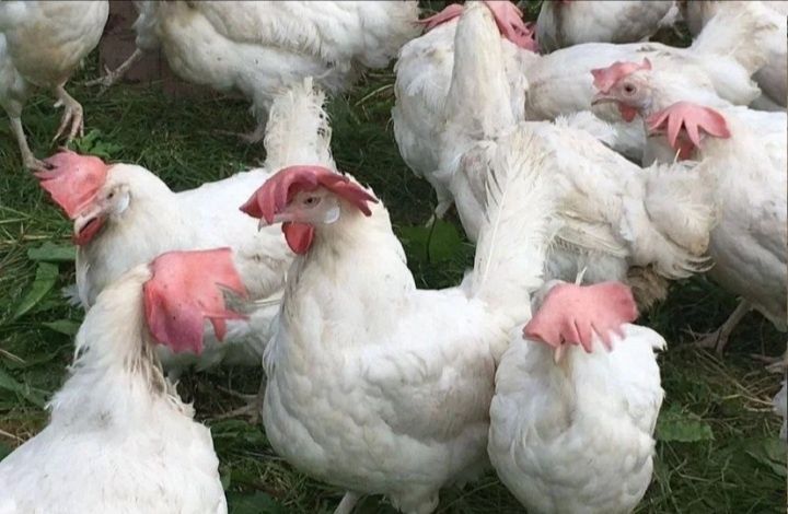 Куры несушки  леггорн