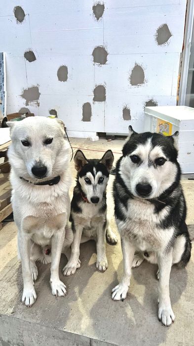 Хъски - мъжко на 6 месеца