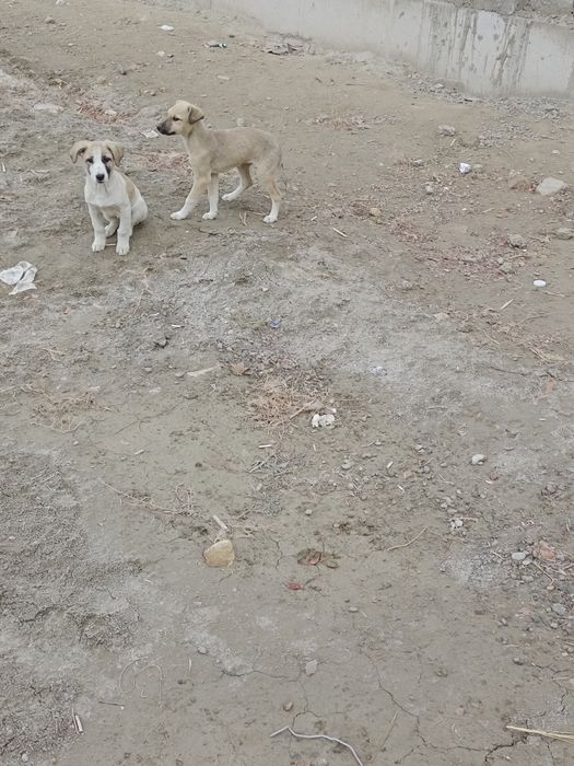 Щенки,4 мес.девочки(кизча)