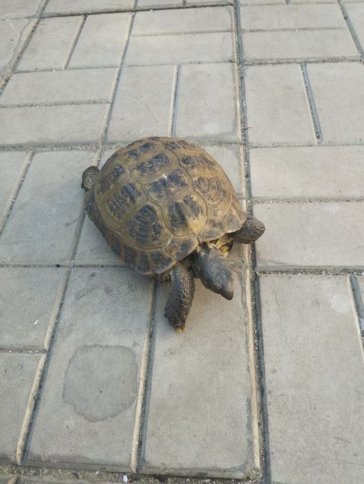 Продам черепашкау.
