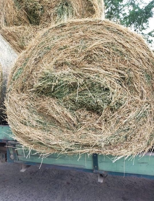 Baloți lucernă coasa 2 120x120