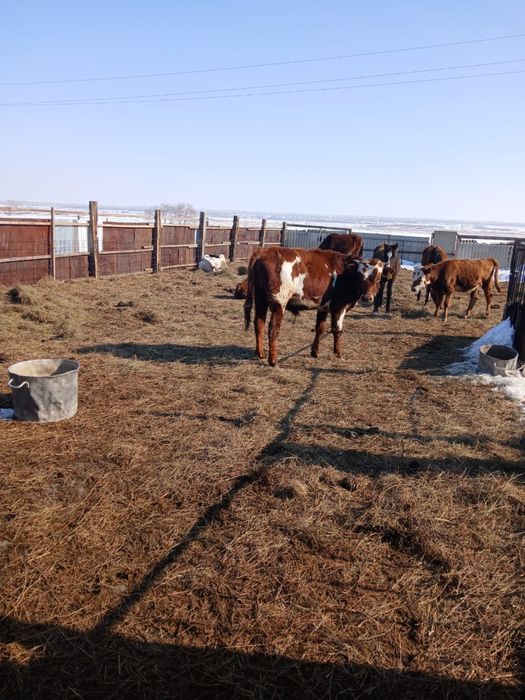 Продам бычка крупный, упитаный