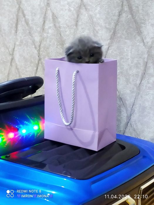 Skotish fold toza ogil bola bita qoldi toza qon 29 kunlik rasayam asal