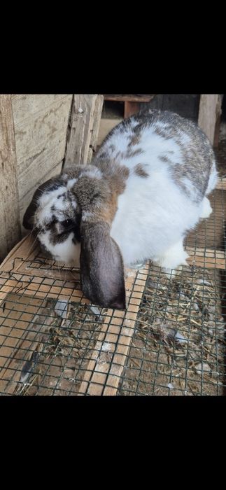 Vând femele berbec german