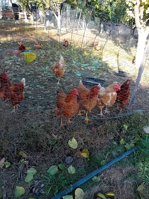 Oua de casa ,de la gaini crescute liber