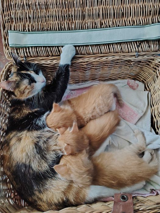 Отдам котят в добрые руки