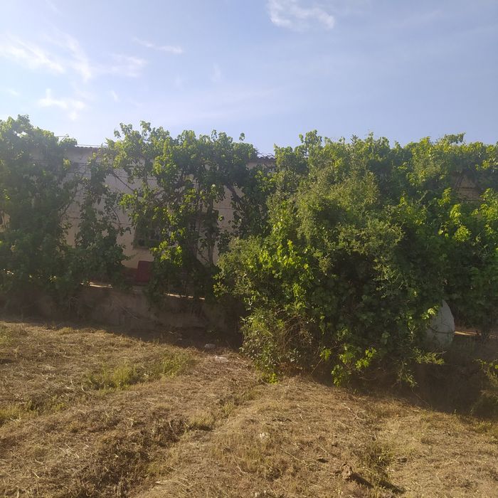 Uy turar jou Buxoro viloyati Vobkent tumanida. 22 sotiq,18 xonasi bir.