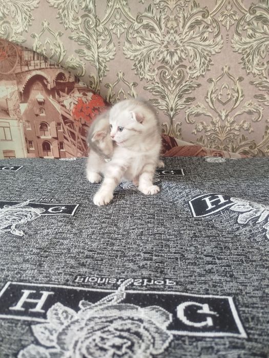 Котята шотландские