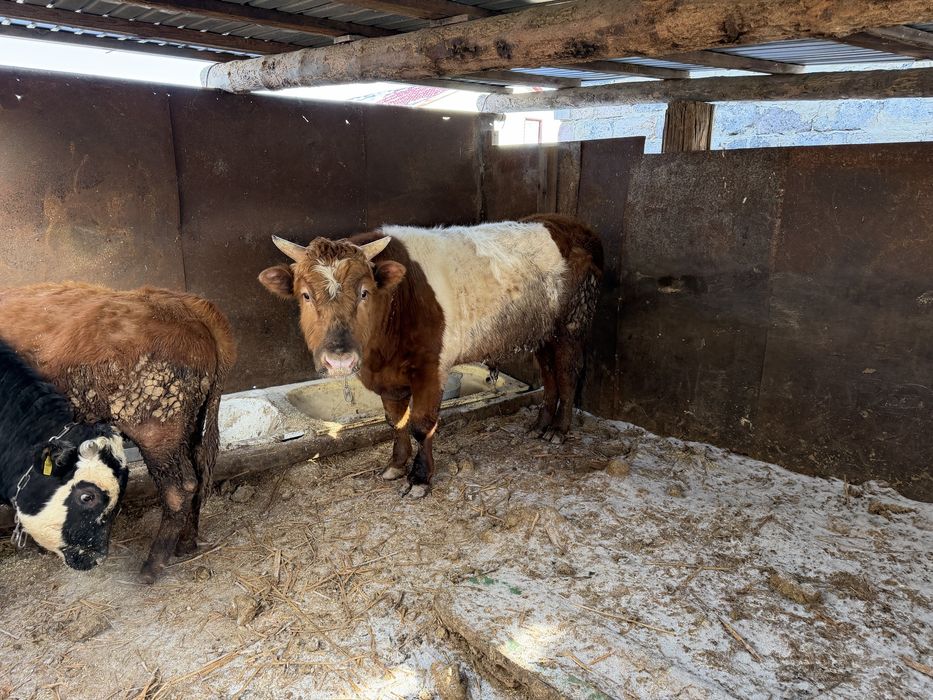 Продам быка симментал