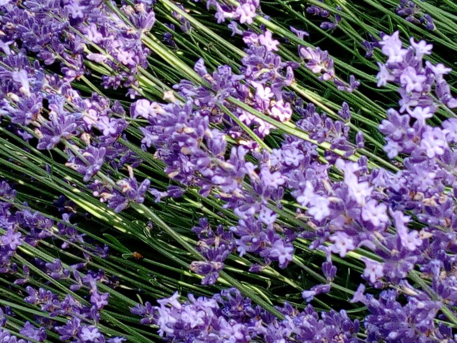Tufe LaVanda VERA Provance BIO  soi Alimentar,Medicinal si Cosmetic RO