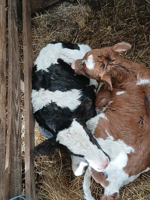 Vand vitei baltata românească