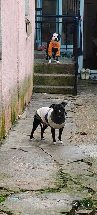 Домашни любимци  - Американски Стаф малки кученца паленца