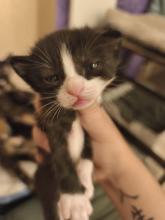 Подарявам сладки котенца