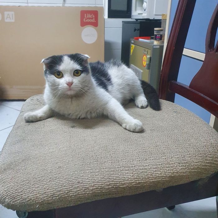 Отдается кошечка в добрые руки 3,5 месяца