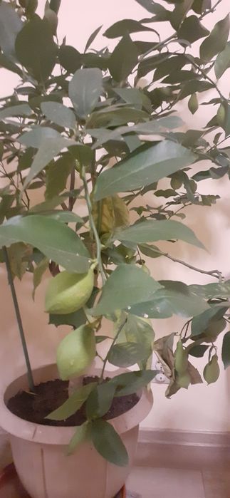 Lămâi roditori de 1,5 m