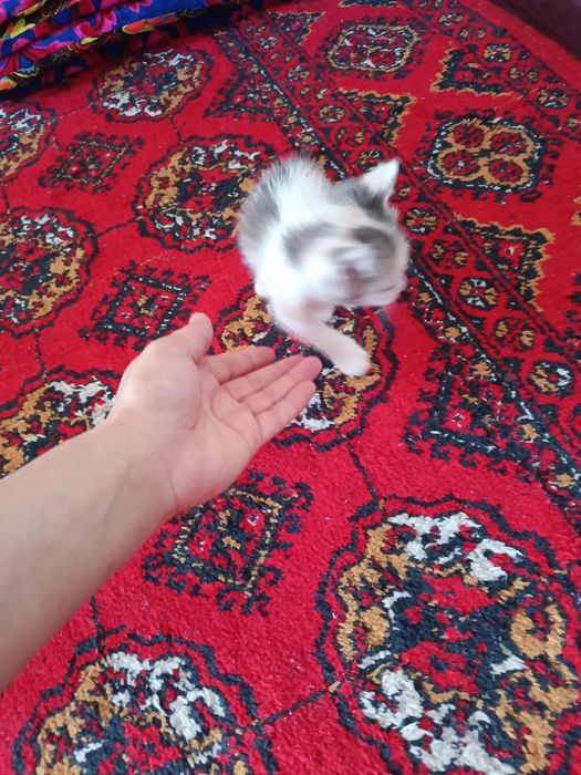 Xadya qilamiz mushukchalar